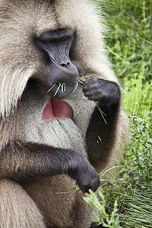 Gelada Baboon Semien Mountains Ethiopia