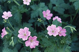 Geranium x oxonianum 'Claridge Druce'