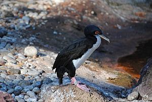 Guanay Cormorant at Bronx Zoo