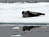 Harp seal.jpg