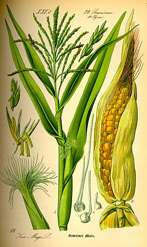 Illustration Zea mays0