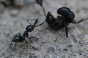 Iridomyrmex purpureus attacking Rhytidoponera metallica