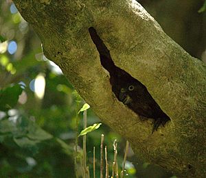 Kaka nest