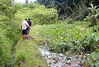 Kalo Loi Harvest