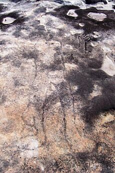 Ku-ring-gai Chase - petroglyph