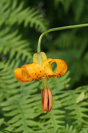 Lilium columbianum 9527.JPG