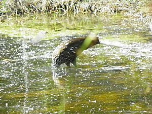 Limpkin Fishing