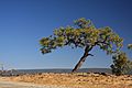 Lone Pine Umbrella