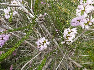 Melaleuca glaberrima (leaves, flowers, fruit).JPG