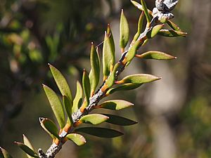 Melaleuca strobophylla leaves.jpg