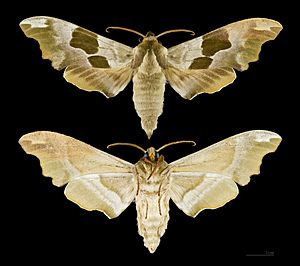 Mimas tiliae MHNT male