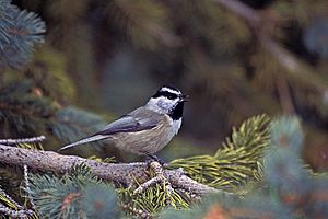 Mountain Chickadee, Santa Fe Ski Area