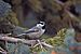 Mountain Chickadee, Santa Fe Ski Area.jpg