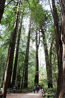 Muir Woods National Monument 28.jpg