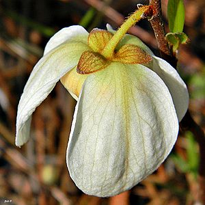 Netted Pawpaw (Asimina reticulata) (8449430525).jpg