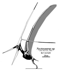 Nyctosaurus