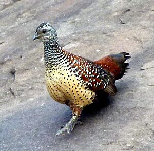 PaintedSpurfowlMF2crop