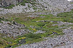 Hikers and wildflowers along the Paradise River near its source