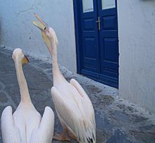 Pelican swallowing a fish part 4