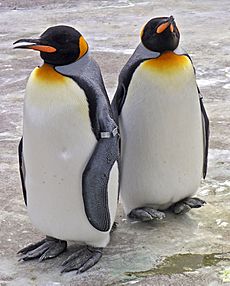 Penguins Edinburgh Zoo 2004 SMC