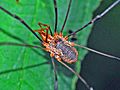 Phalangiidae - Phalangium opilio (male)