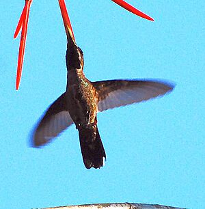 Plain-capped Starthroat.jpg