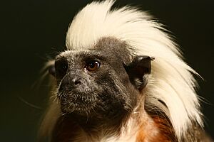 Punk monkey at Zoo Schwerin