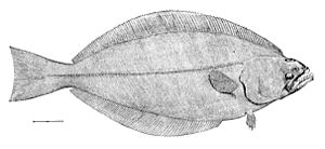 Reinhardtius hippoglossoides.jpg