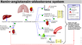 Renin-angiotensin-aldosterone system