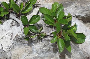 Rhamnus pumila RF.jpg