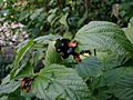 Rhodotypos-scandens-fruit