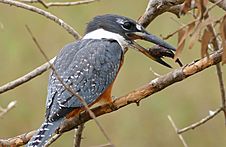 Ringed Kingfisher (Ceryle torquata) with small armoured catfish (Loricariidae)... (27876630134)