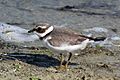 Ringed plover (Charadrius hiaticula) juvenile