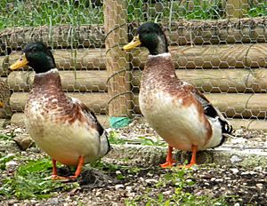 SILVER APPLEYARD DUCK 01.jpg