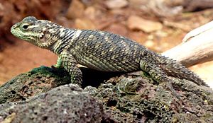 Sceloporus poinsettii (1).jpg