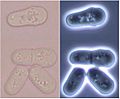 Schizosaccharomyces pombe division