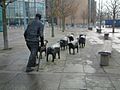 Sheep on the Road Belfast.jpg