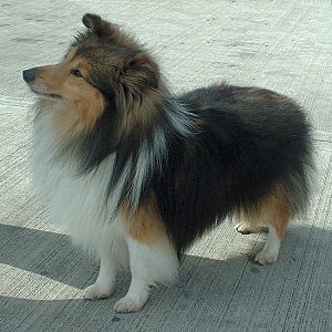 Shetland Sheepdog 600.jpg