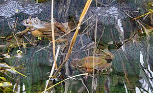 Six frogs in amplexus diving and spawning in Gunnersbury Triangle pond