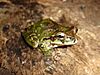 A green frog with a leaf-like skin pattern