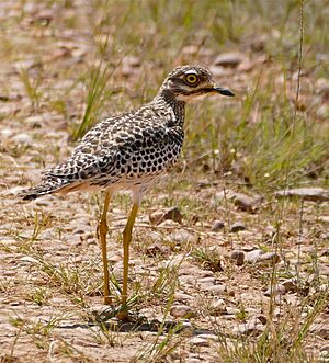 Spotted Thick-knee (Burhinus capensis) (32680086412).jpg