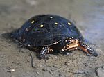 Spotted Turtle - Clemmys guttata.jpg