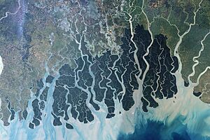 Sundarbans