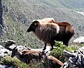 Tahr Devils Peak 2004.jpg