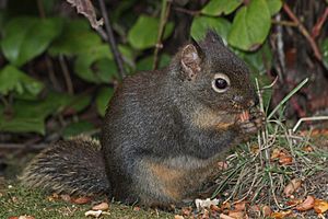 Tamiasciurus douglasii 4435.JPG