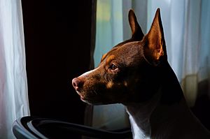 The Rat Terrier