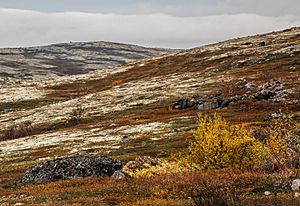 Tundra on the Kola Peninsula, Russia