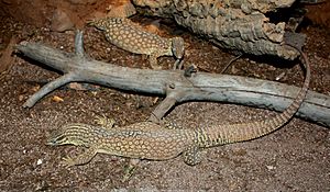 Varanus acanthurus25