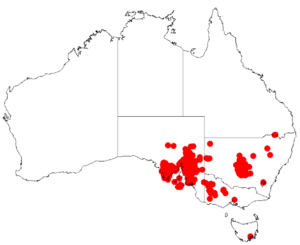 Acacia calamifoliaDistMap151.png