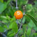 Acebuche (Celtis pallida)